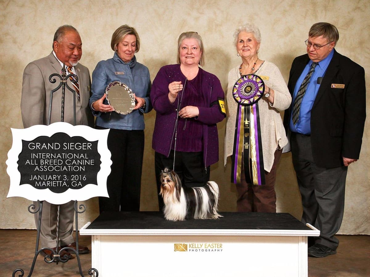 Biewer Terrier Puppies breeder image 4