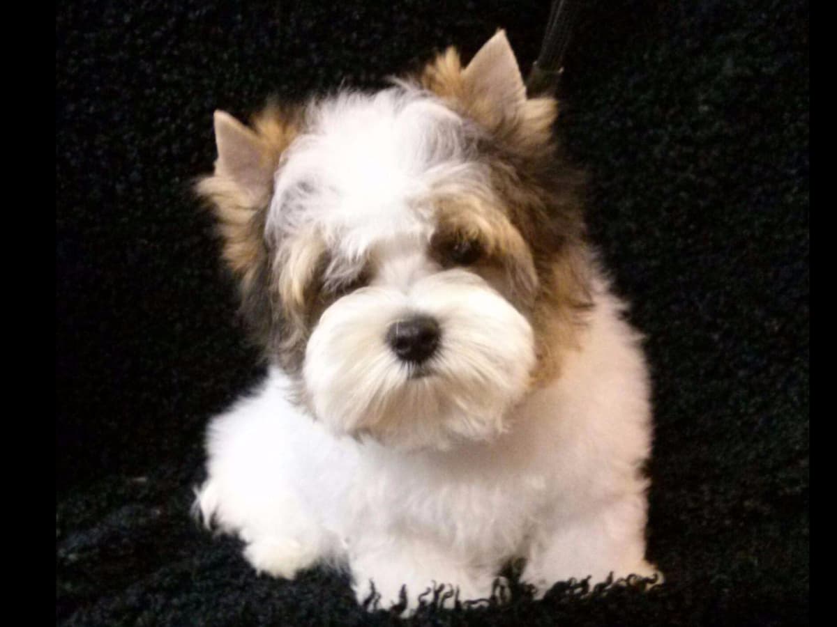 Biewer Terrier Puppies breeder image 6