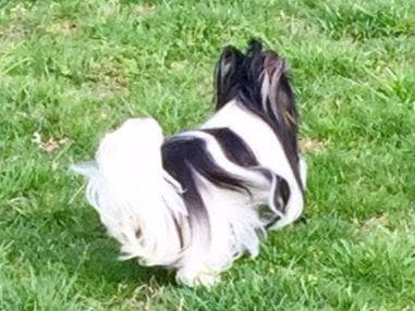 Biewer Terrier Puppies breeder image 9