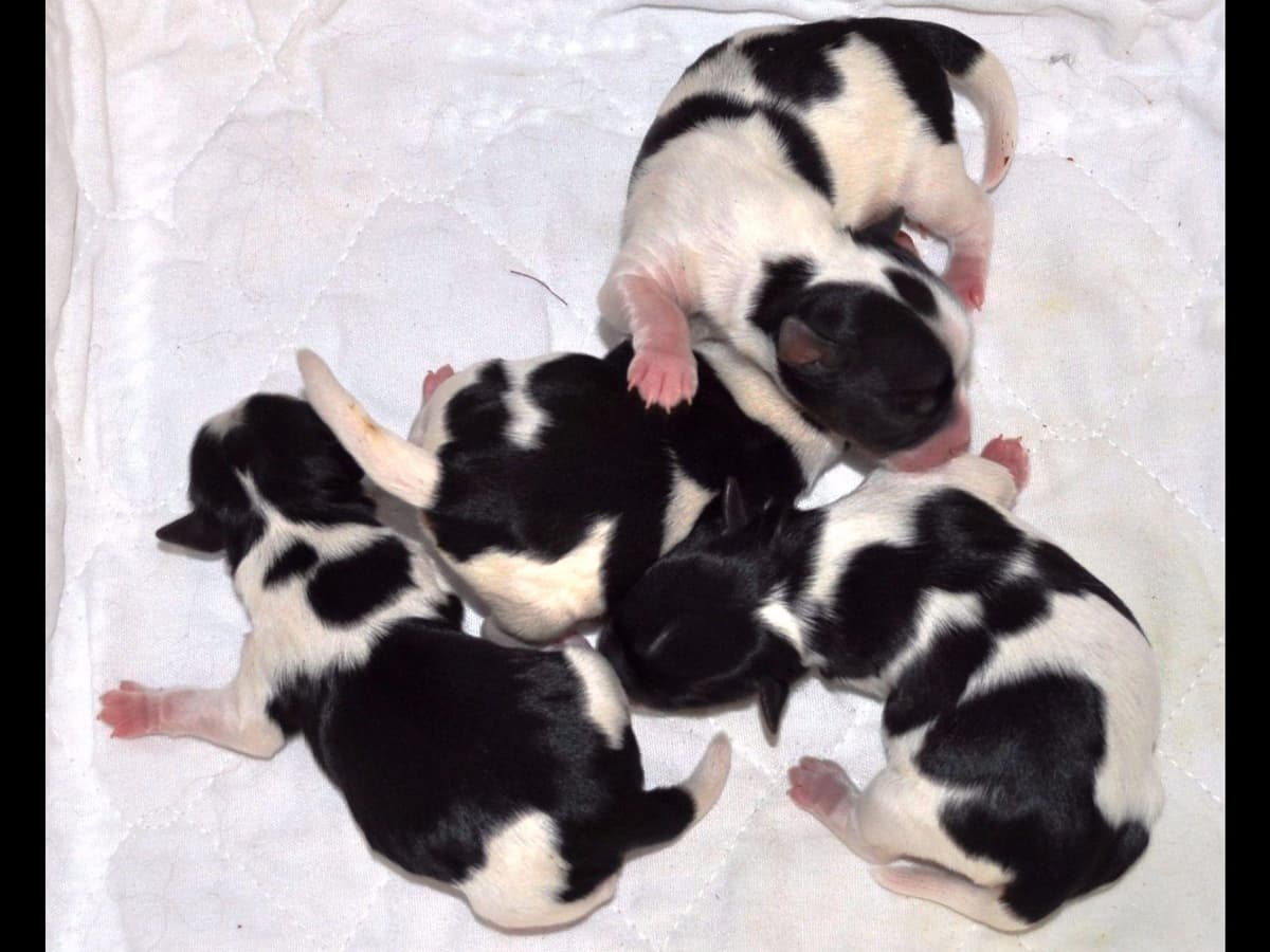 Biewer Terrier Puppies breeder image 14