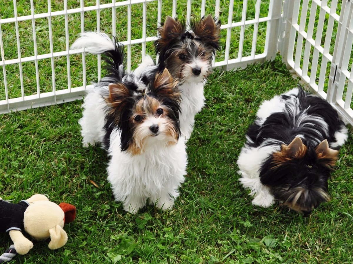 Biewer Terrier Puppies breeder image 15