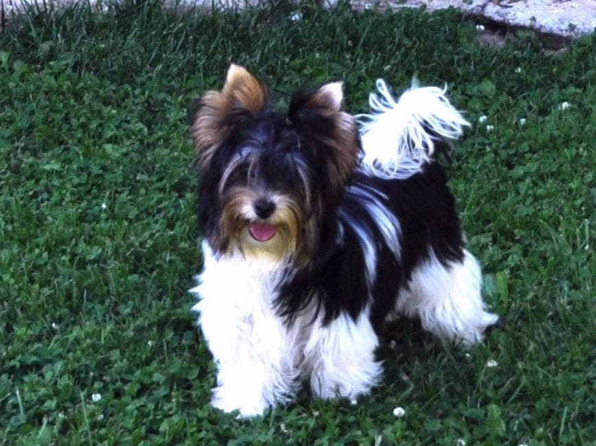 Biewer Terrier Puppies breeder image 17