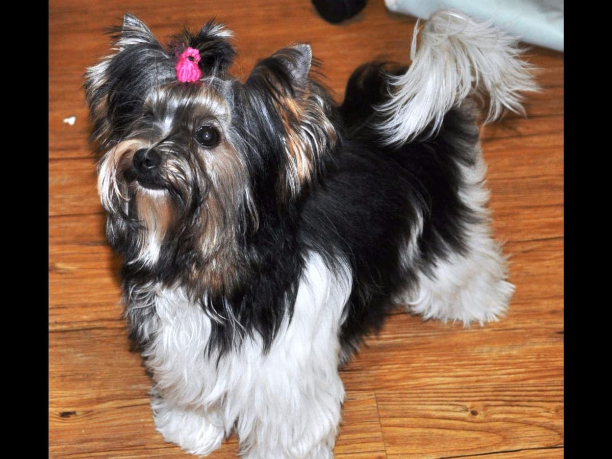 Biewer Terrier Puppies breeder image 21