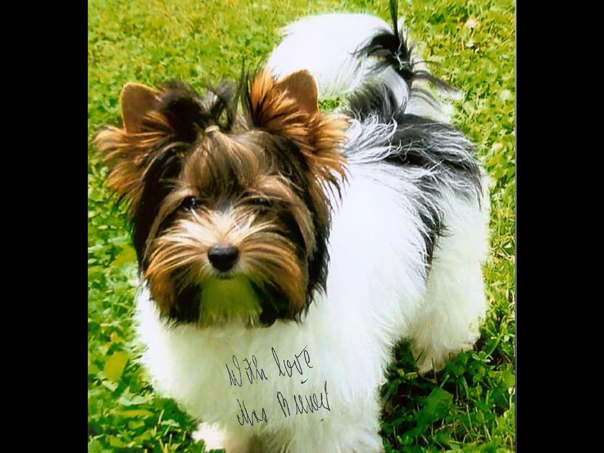 Biewer Terrier Puppies breeder image 27