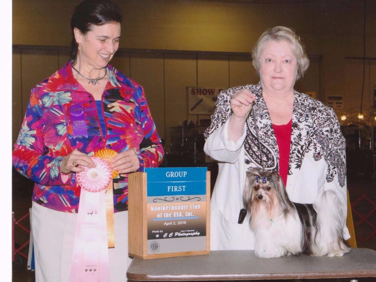 Biewer Terrier Puppies breeder image 30