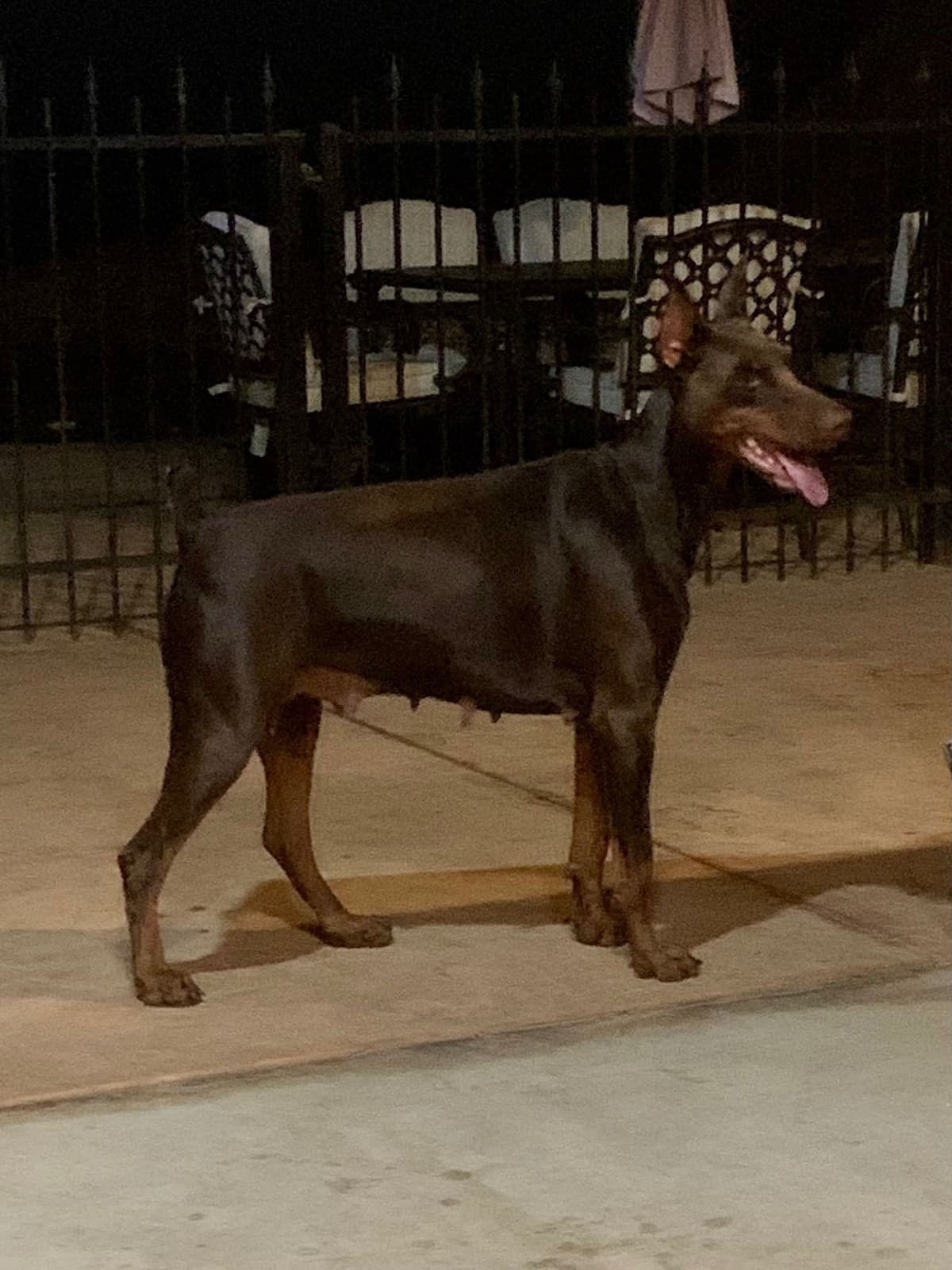 Doberman Pinscher Puppies breeder image 5