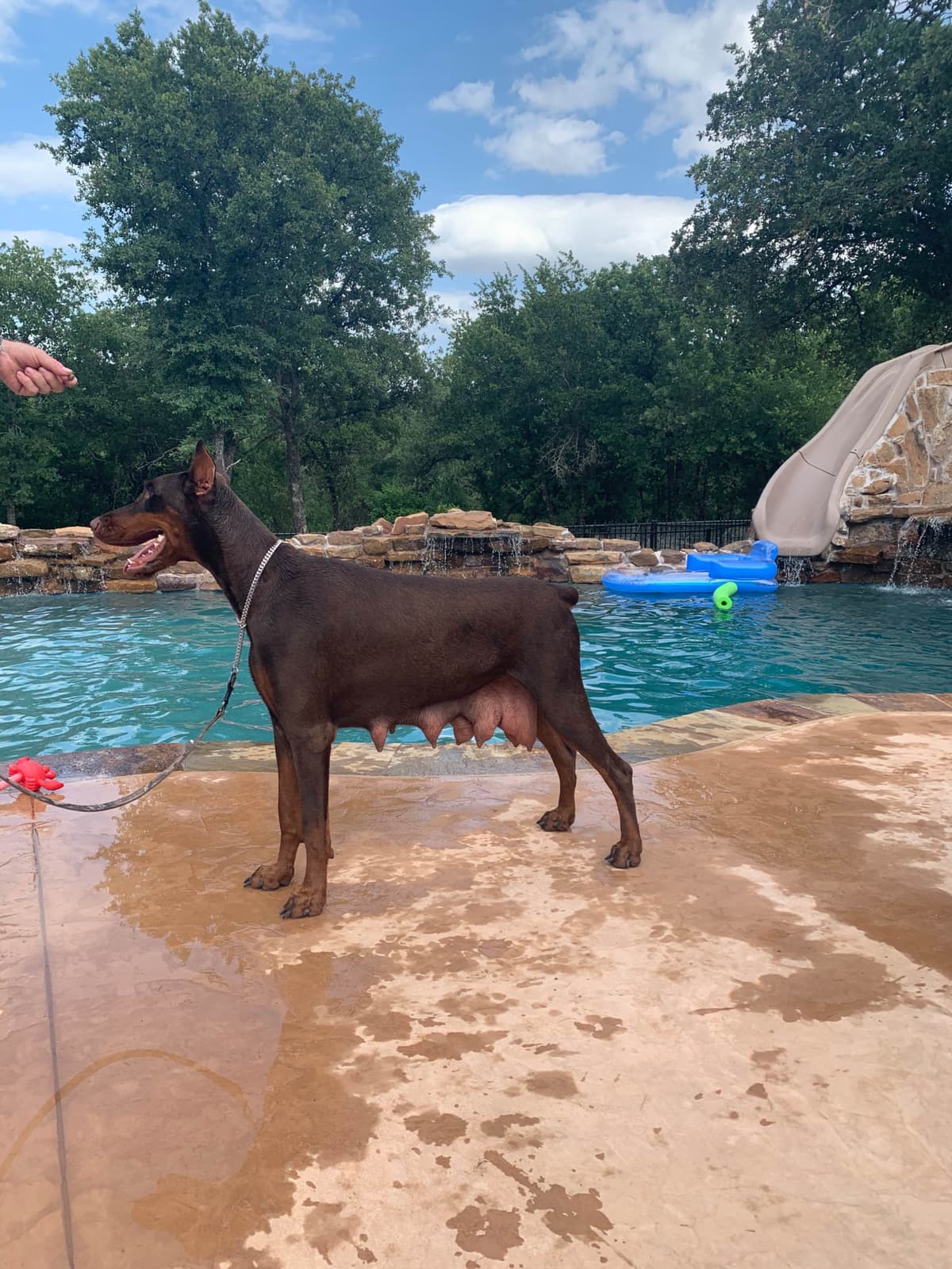 Doberman Pinscher Puppies breeder image 6