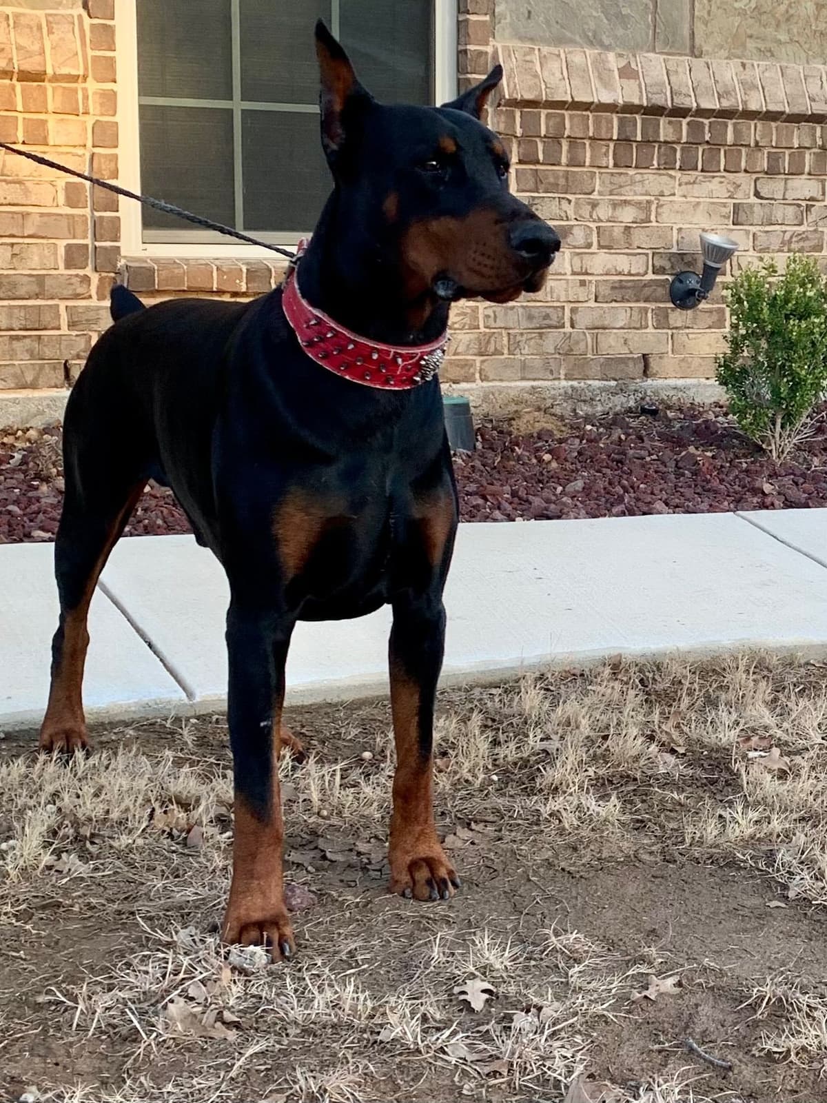 Doberman Pinscher Puppies breeder image 3