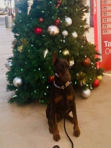 Doberman Pinscher Puppies breeder image 8