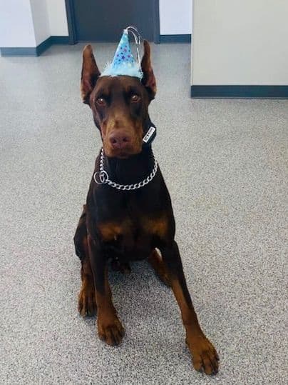 Doberman Pinscher Puppies breeder image 9