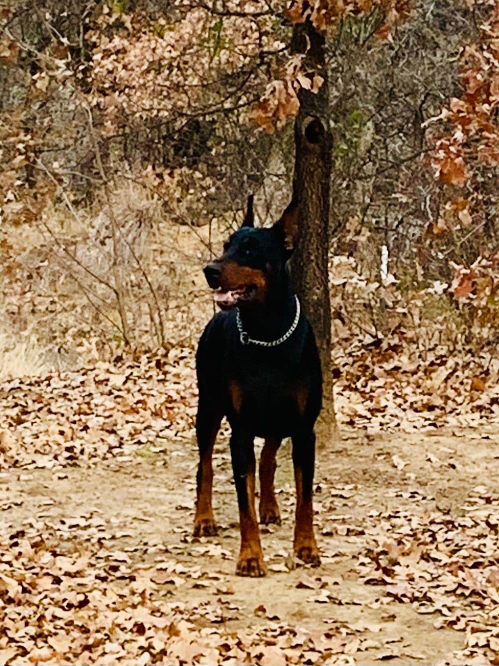 Doberman Pinscher Puppies breeder image 4