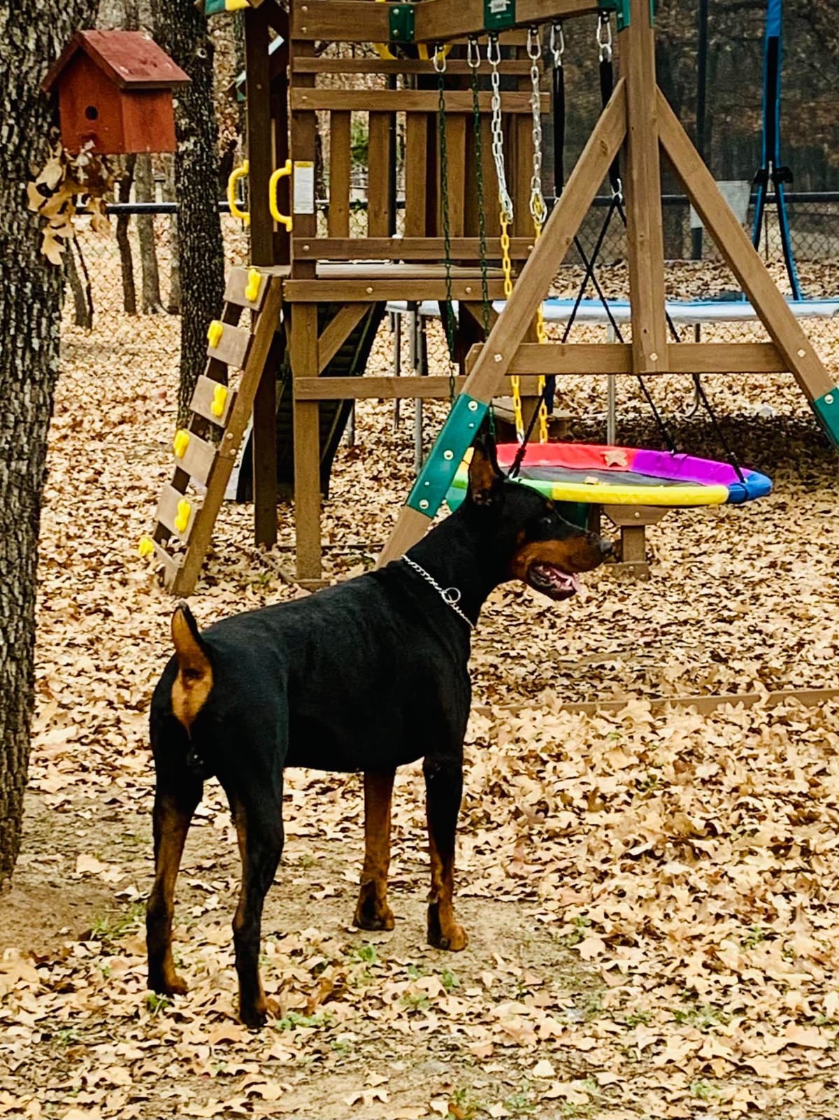 Doberman Pinscher Puppies breeder image 12