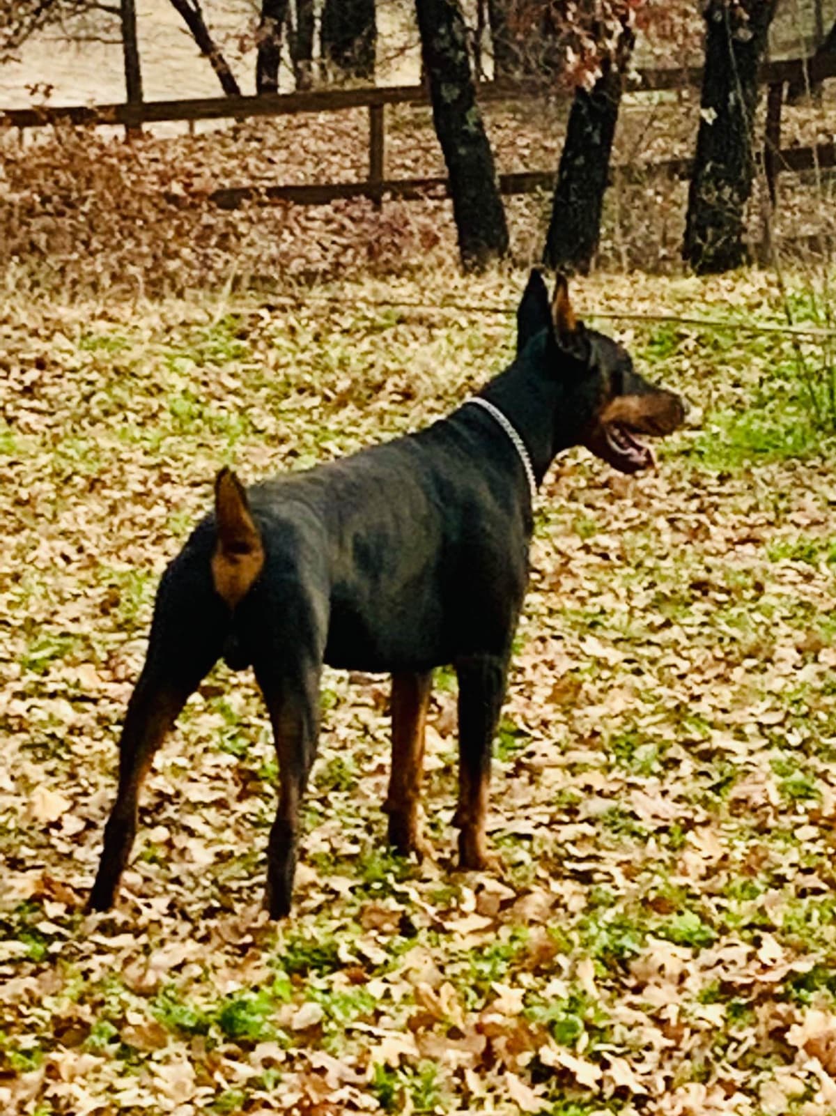 Doberman Pinscher Puppies breeder image 13