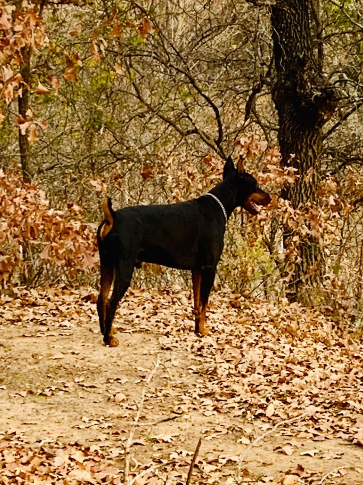 Doberman Pinscher Puppies breeder image 16