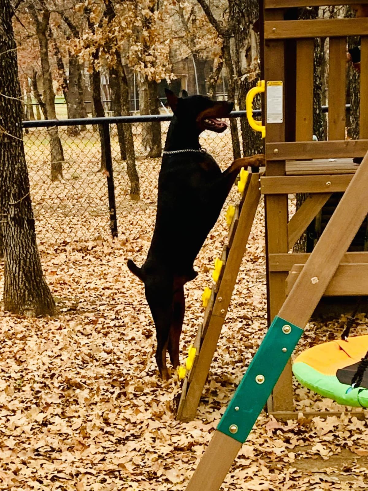 Doberman Pinscher Puppies breeder image 17