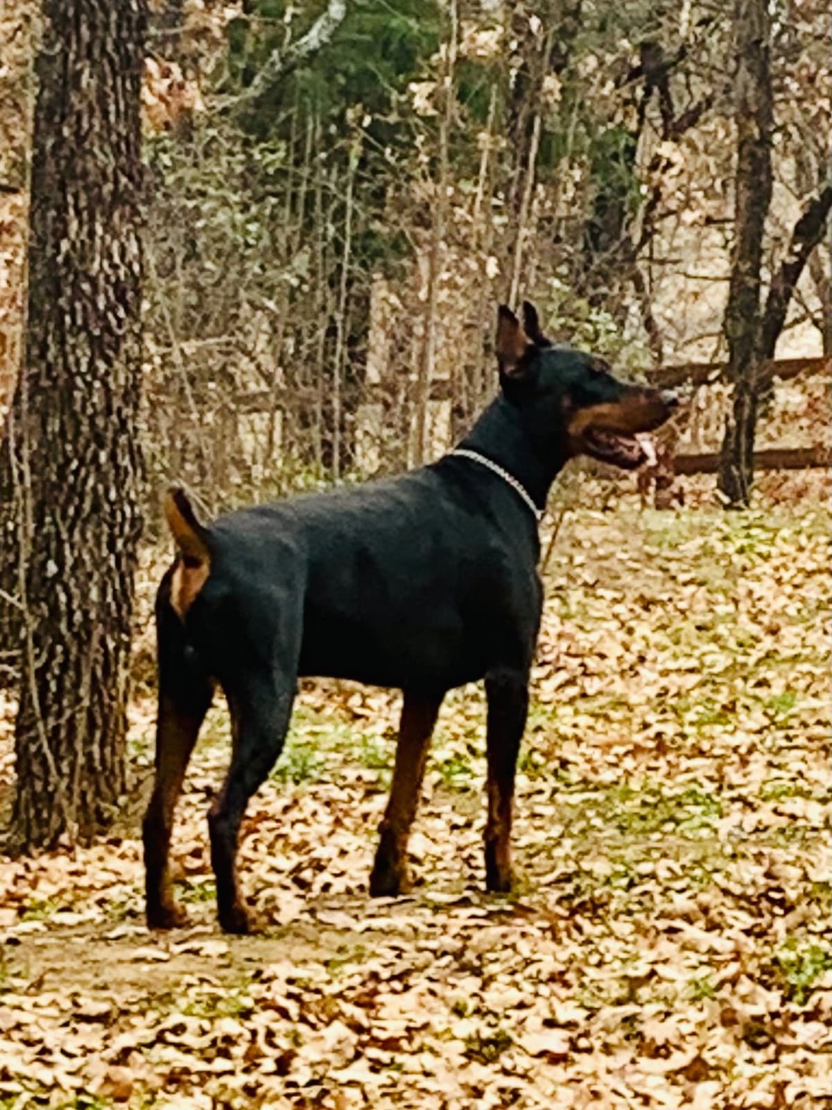Doberman Pinscher Puppies breeder image 15