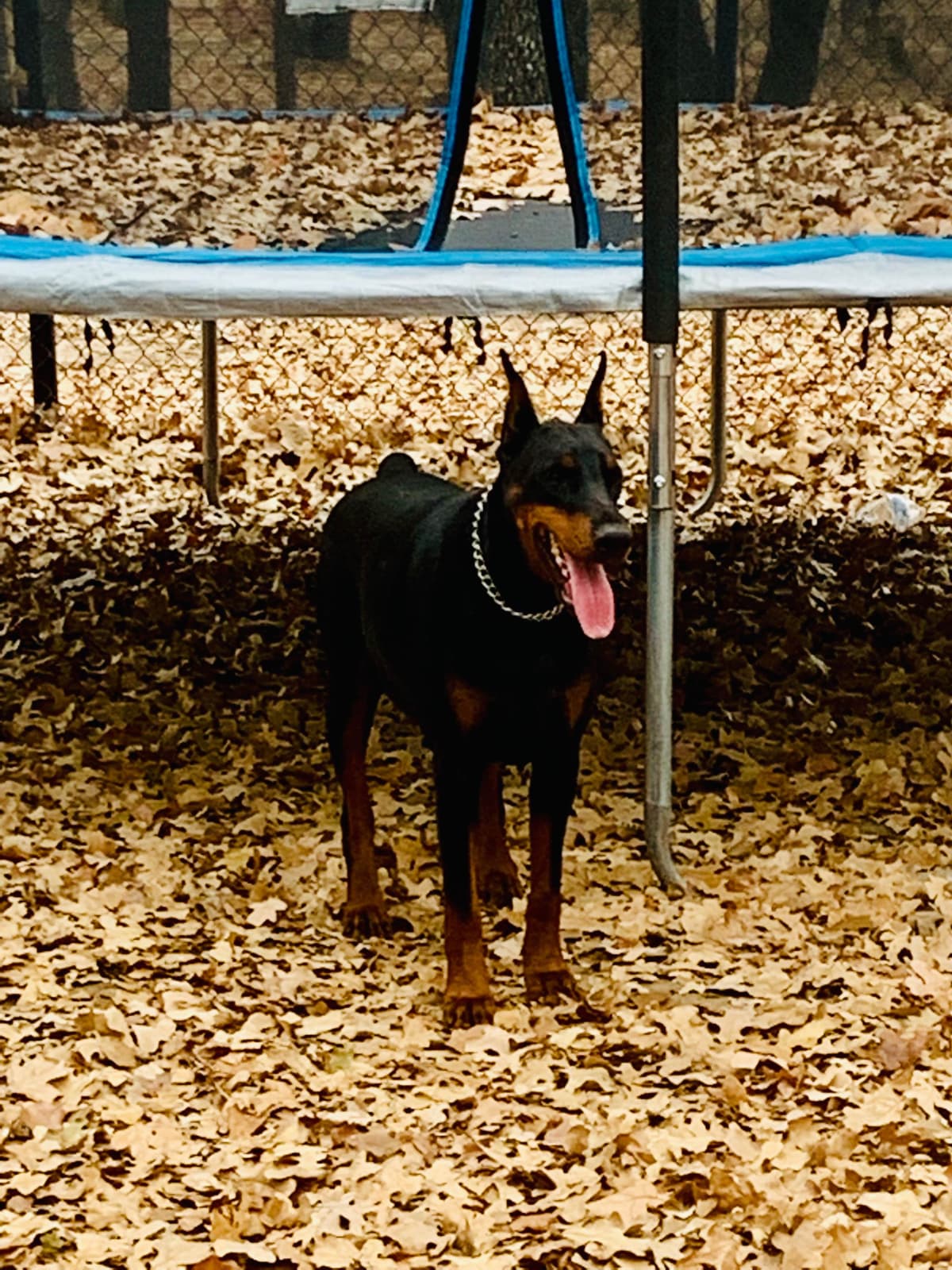 Doberman Pinscher Puppies breeder image 21