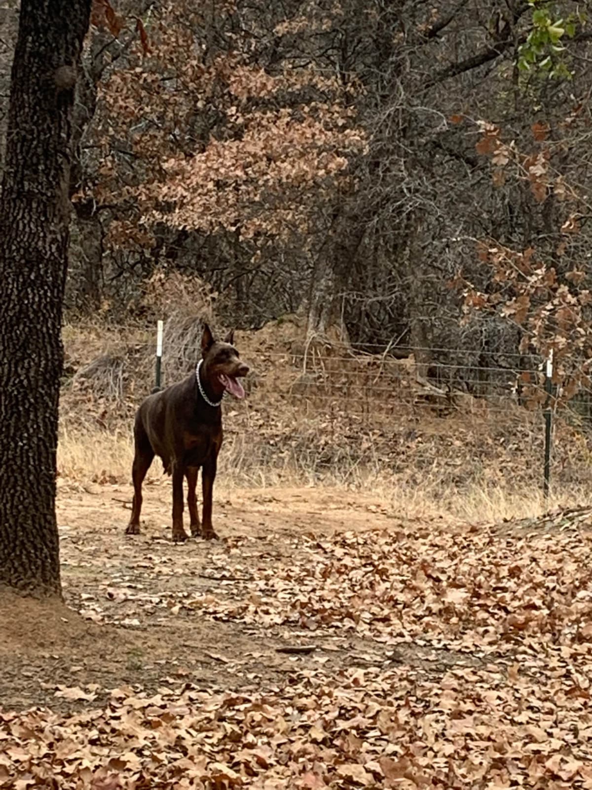 Doberman Pinscher Puppies breeder image 23