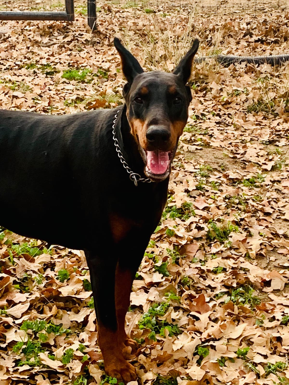 Doberman Pinscher Puppies breeder image 24