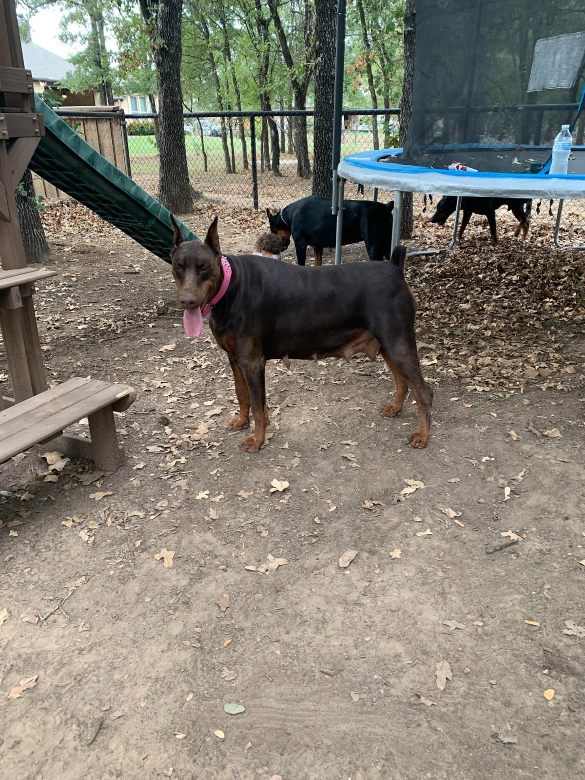 Doberman Pinscher Puppies breeder image 22