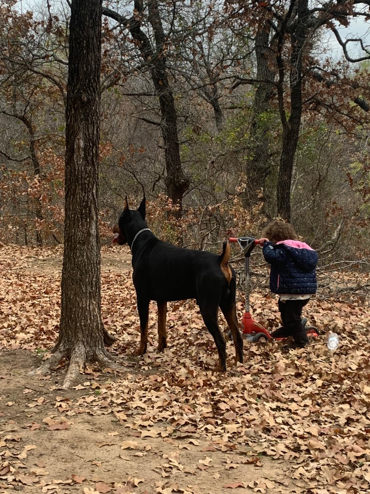 Doberman Pinscher Puppies breeder image 25