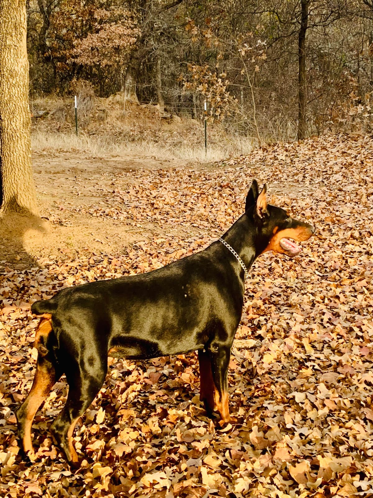 Doberman Pinscher Puppies breeder image 26