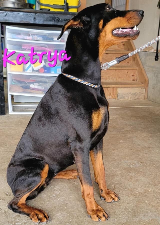 Doberman Pinscher Puppies media 4