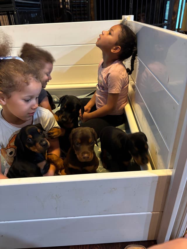 Doberman Pinscher Puppies media 5