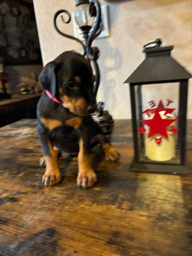 Doberman Pinscher Puppies media 6
