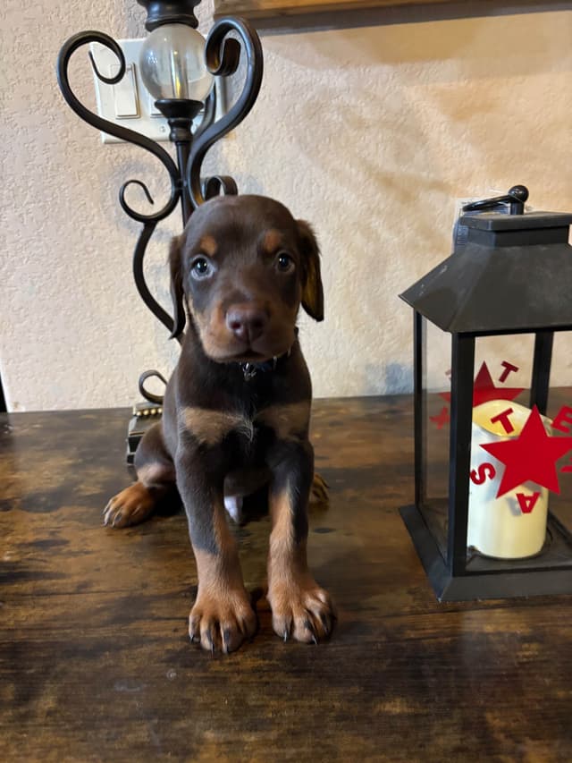 Doberman Pinscher Puppies media 9