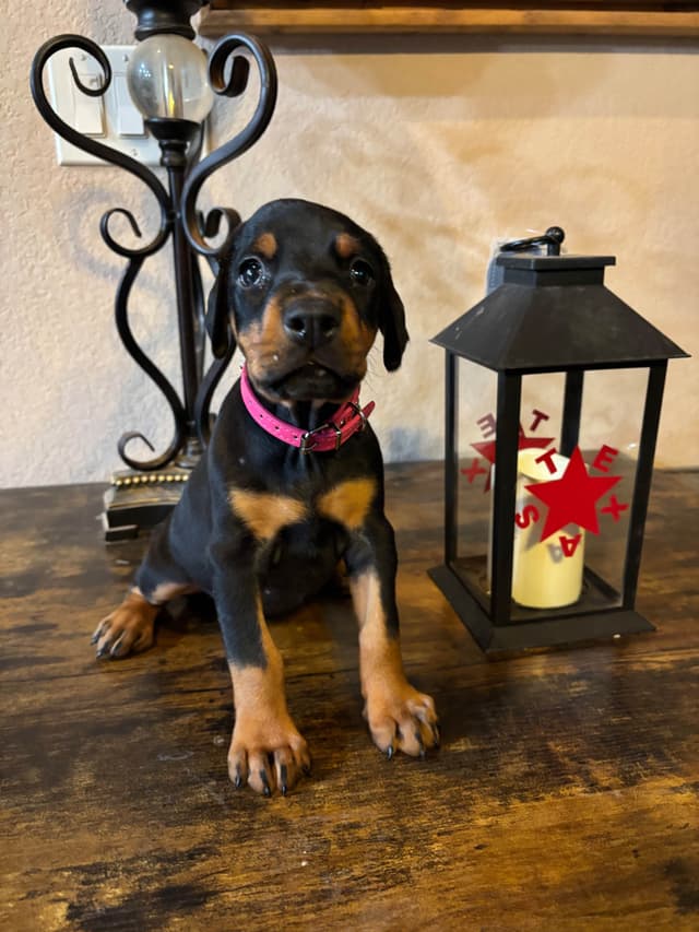 Doberman Pinscher Puppies media 8