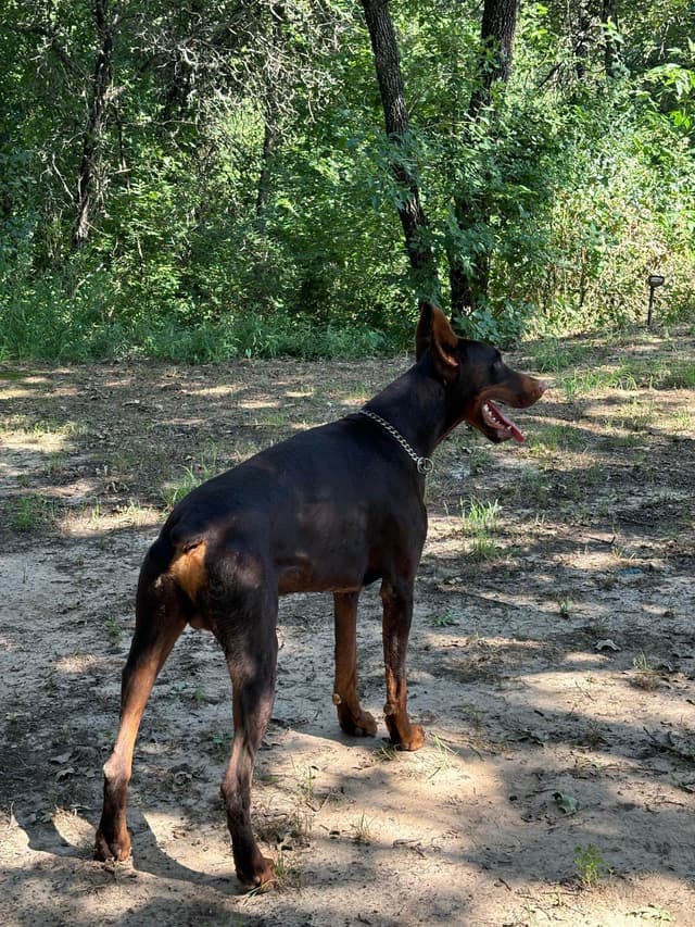 Doberman Pinscher Puppies media 3