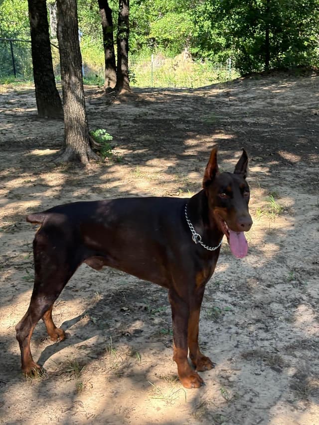 Doberman Pinscher Puppies media 2