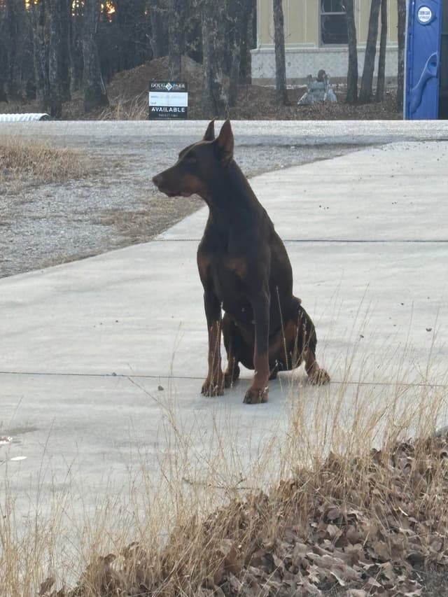 Doberman Pinscher Puppies media 11