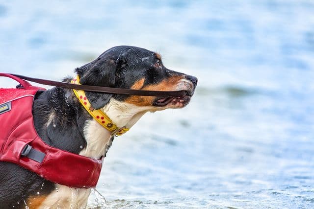 Greater Swiss Puppies raised on advanced training and socialization breeder image 5