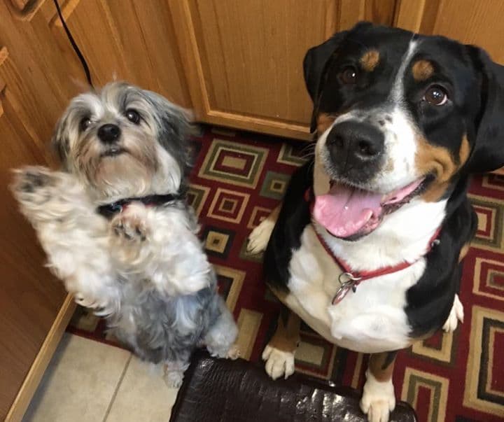 Greater Swiss Puppies raised on advanced training and socialization breeder image 8