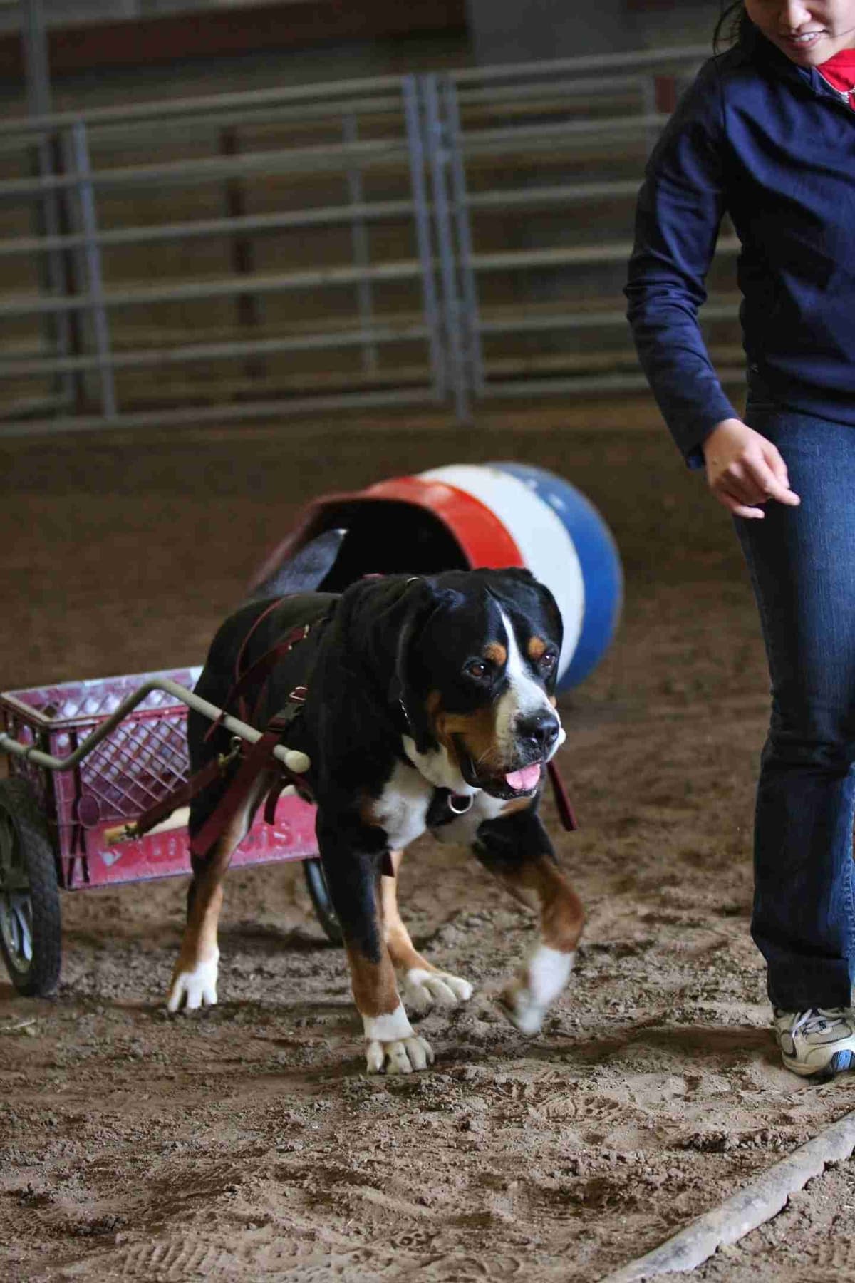 Greater Swiss Puppies raised on advanced training and socialization breeder image 10