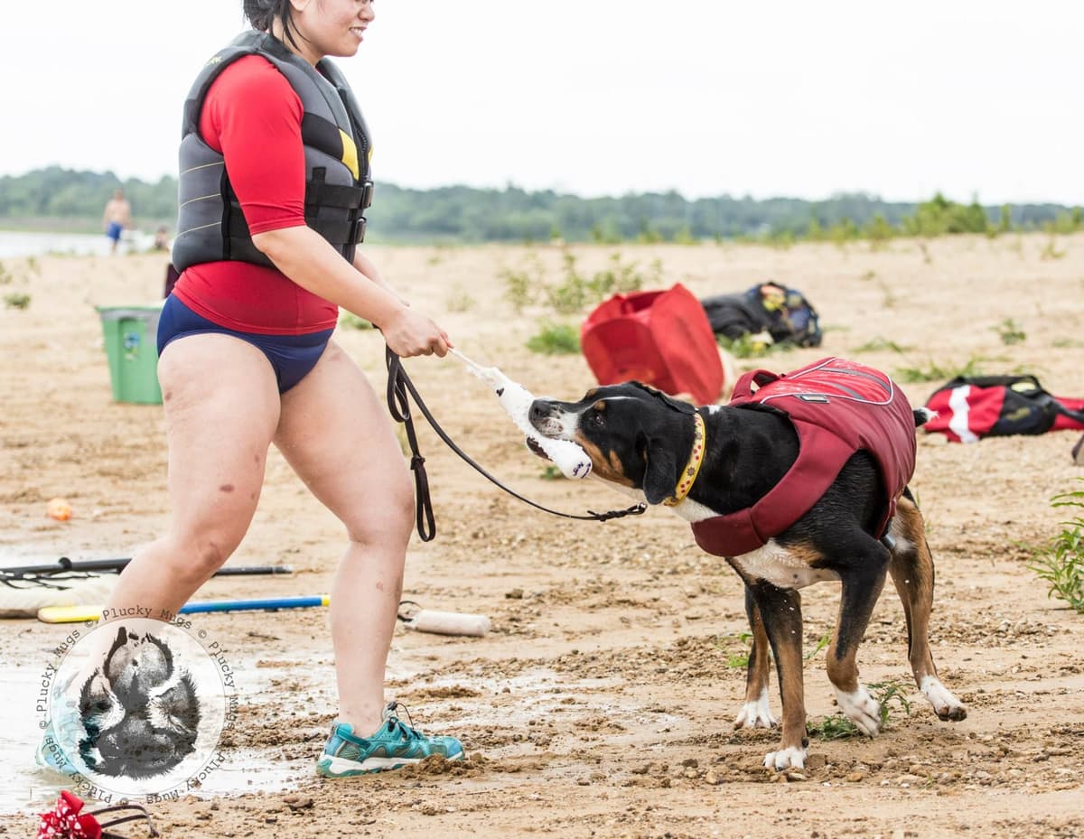 Greater Swiss Puppies raised on advanced training and socialization breeder image 11