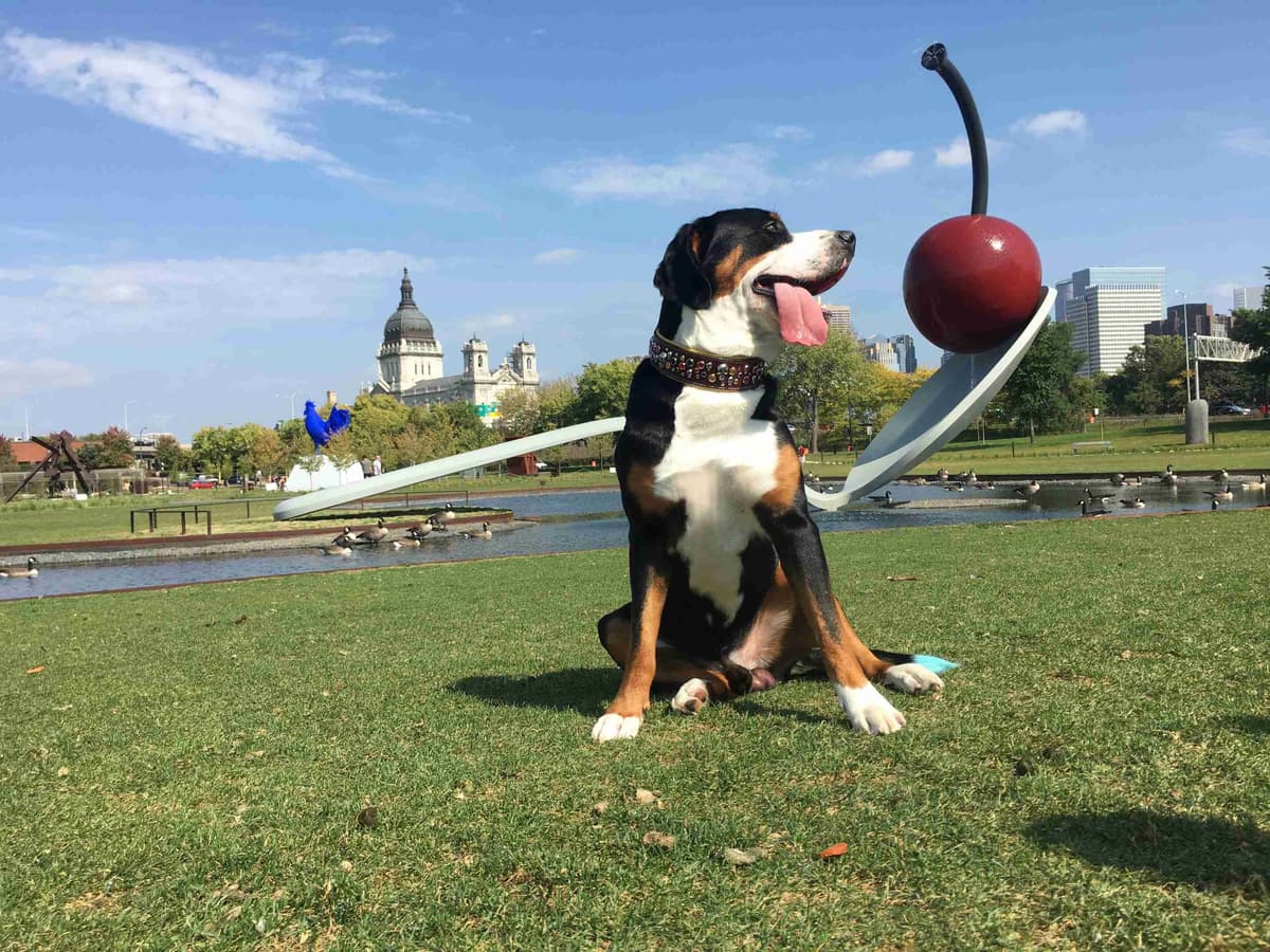 Greater Swiss Puppies raised on advanced training and socialization breeder image 12