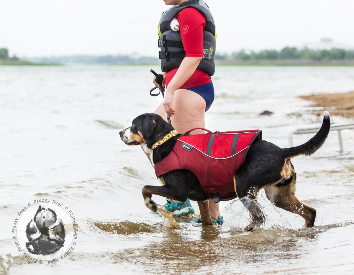Greater Swiss Puppies raised on advanced training and socialization breeder image 13