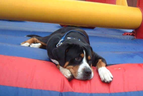 Greater Swiss Puppies raised on advanced training and socialization breeder image 14