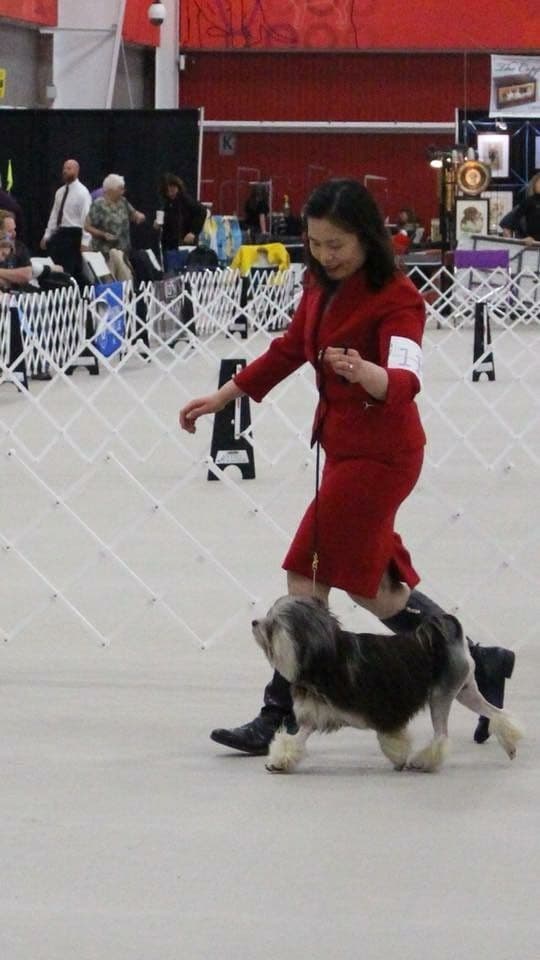 Greater Swiss Puppies raised on advanced training and socialization breeder image 16