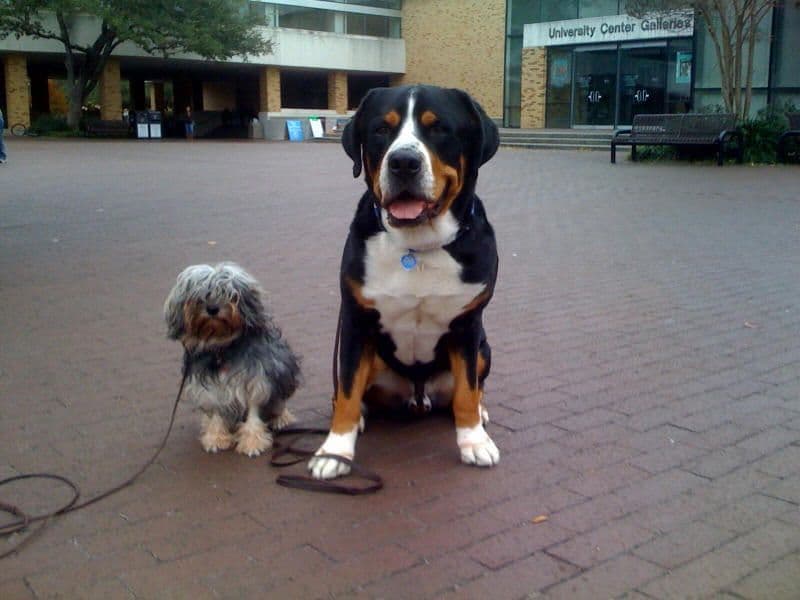 Greater Swiss Puppies raised on advanced training and socialization breeder image 17
