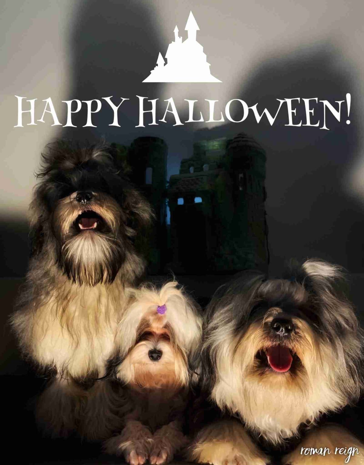 Greater Swiss Puppies raised on advanced training and socialization breeder image 18