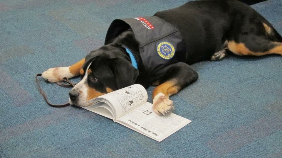 Greater Swiss Puppies raised on advanced training and socialization breeder image 19