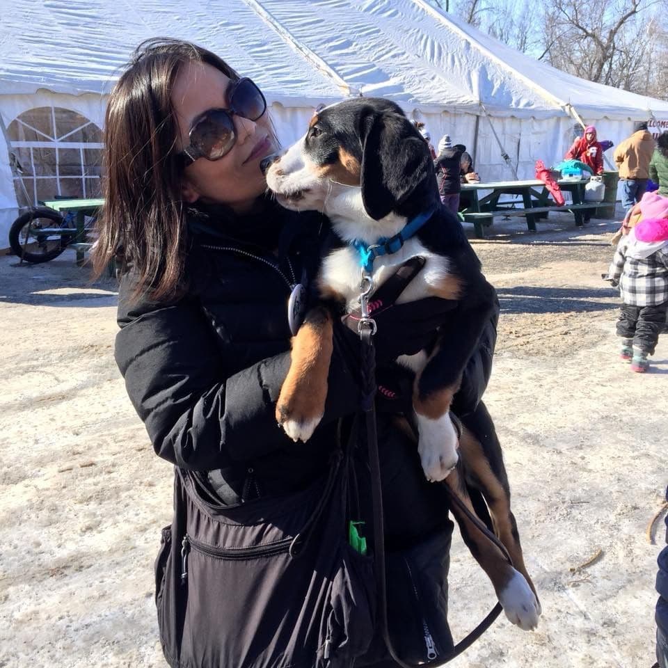 Greater Swiss Puppies raised on advanced training and socialization breeder image 1
