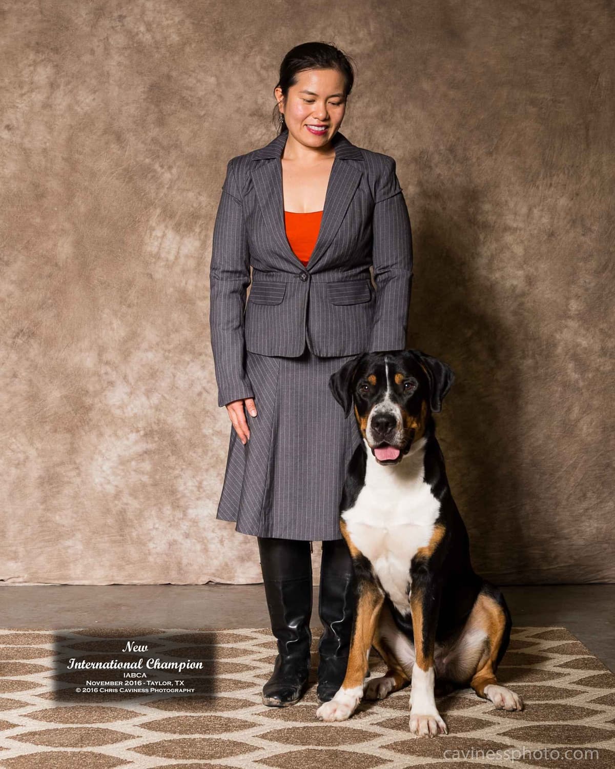Greater Swiss Puppies raised on advanced training and socialization breeder image 21