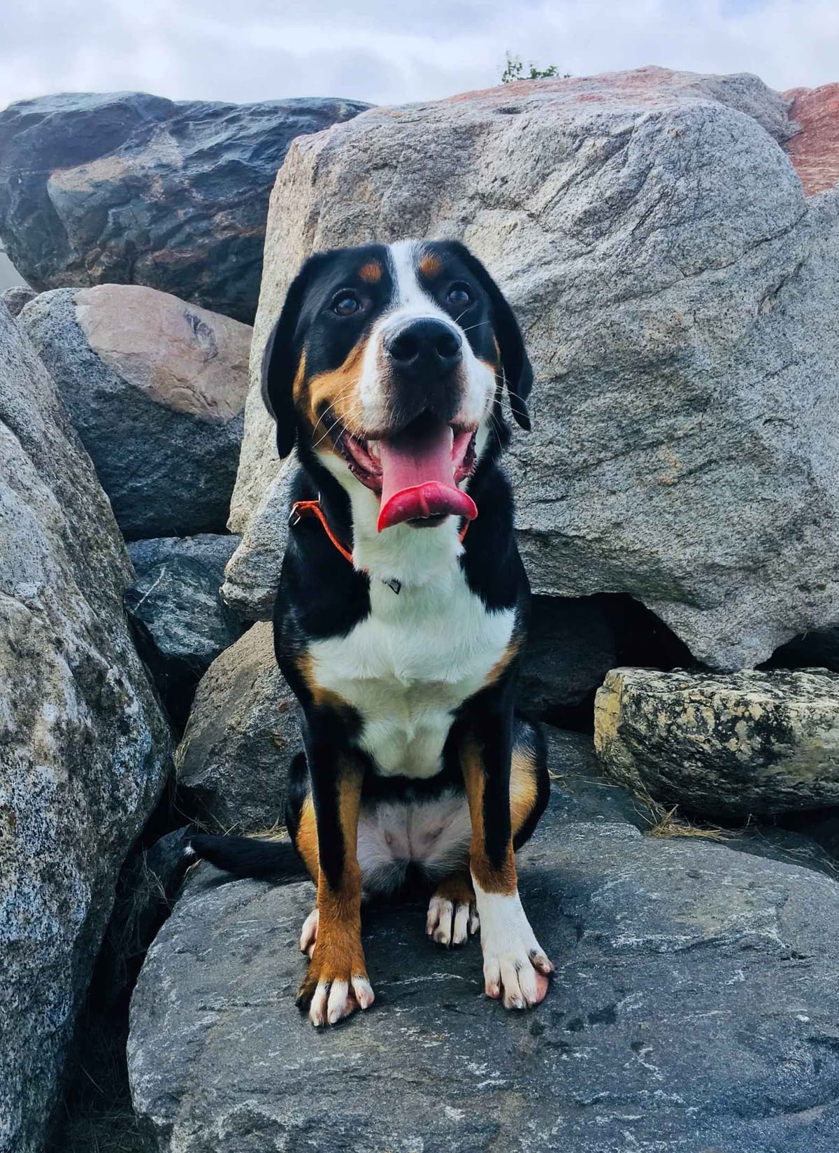 Greater Swiss Puppies raised on advanced training and socialization breeder image 30