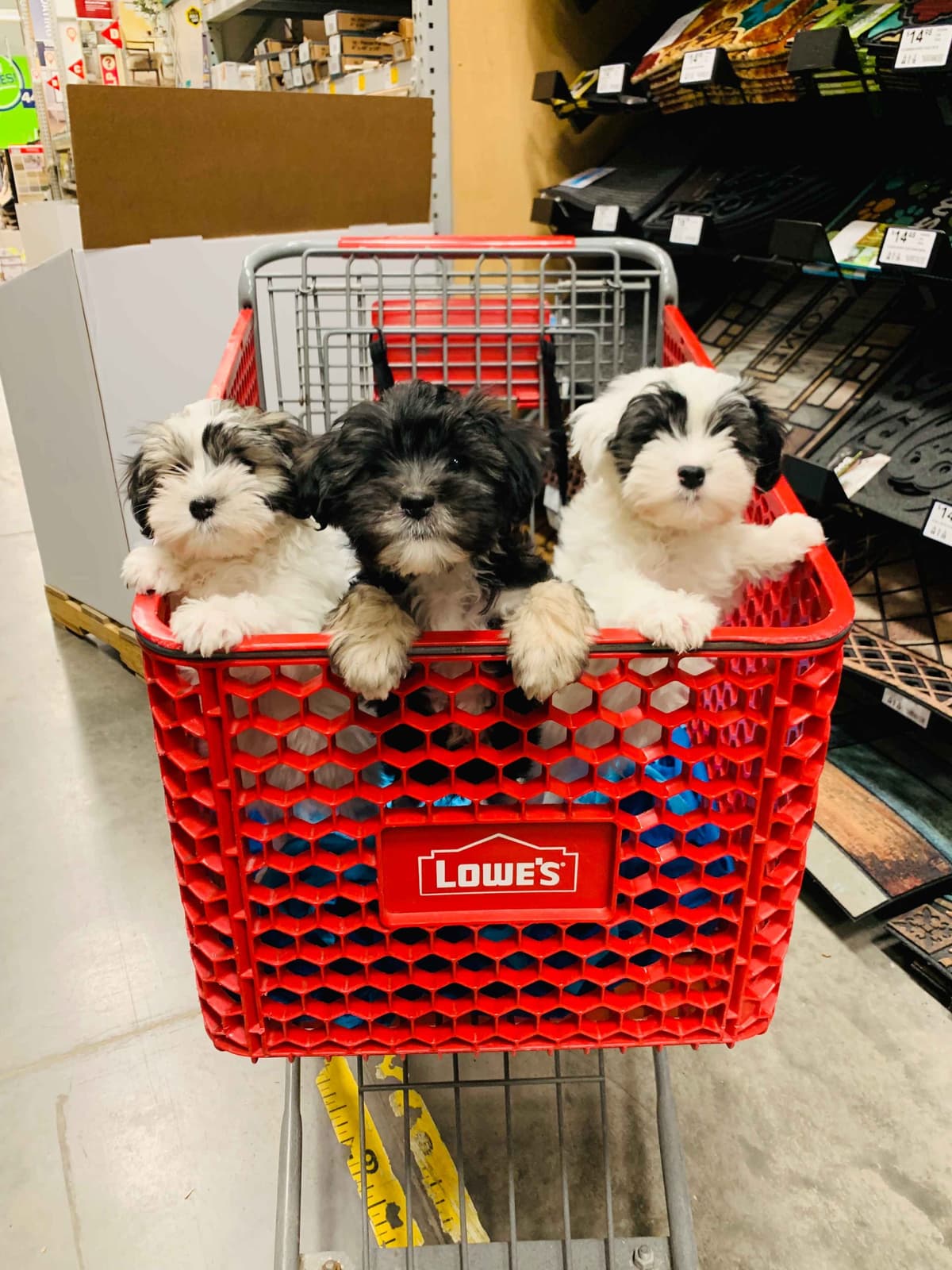 Greater Swiss Puppies raised on advanced training and socialization breeder image 24