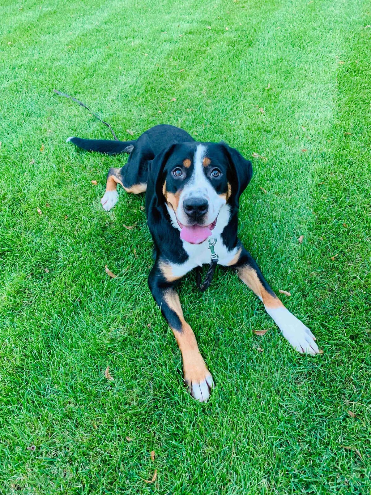 Greater Swiss Puppies raised on advanced training and socialization breeder image 25